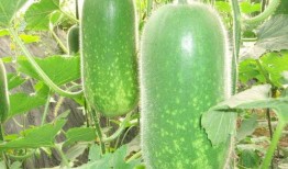 盐城吃瓜爆料视频大全,揭秘当地热点事件